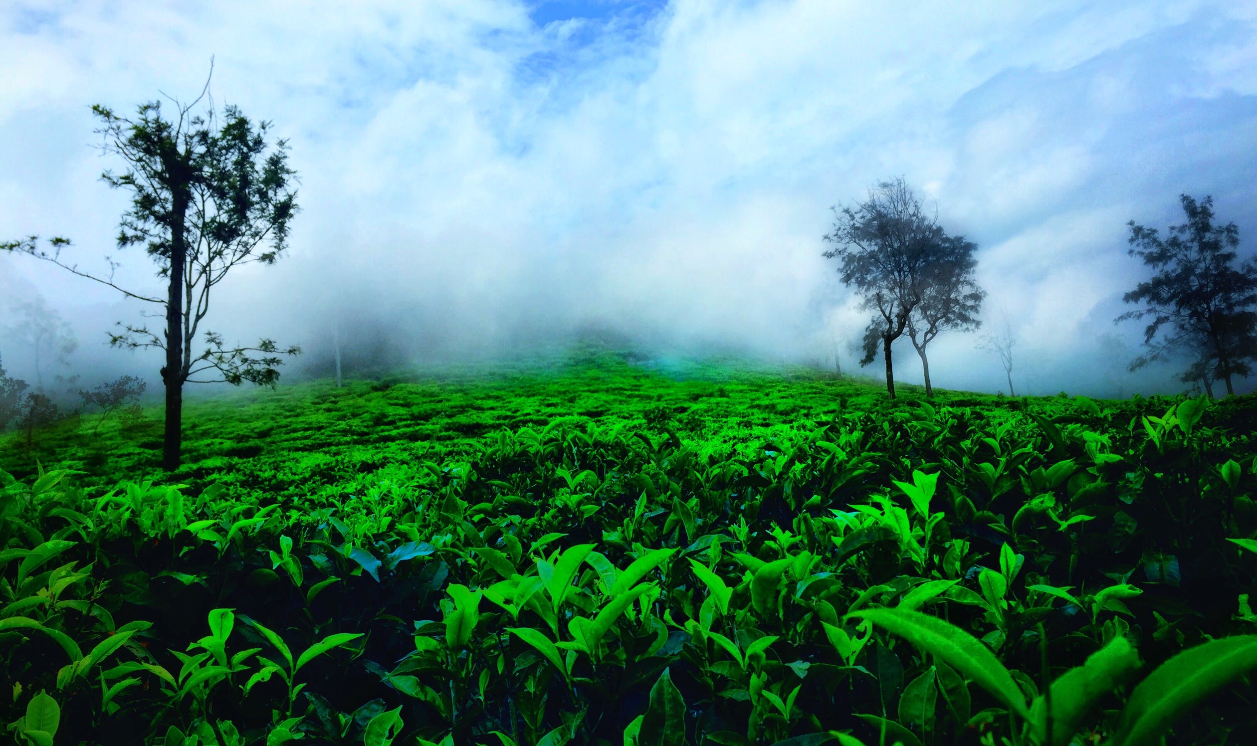 assets/images/tours/kerala-nature-holiday-trip-munnar.jpg