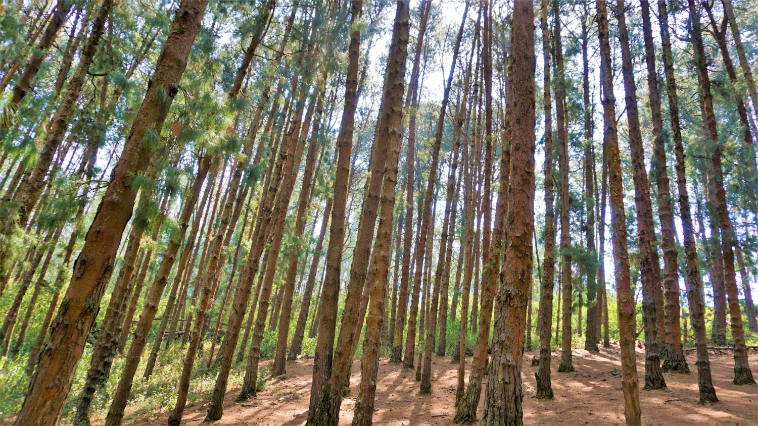 listing-details-carousel