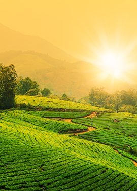 Perfect spot for family tours and holiday packages